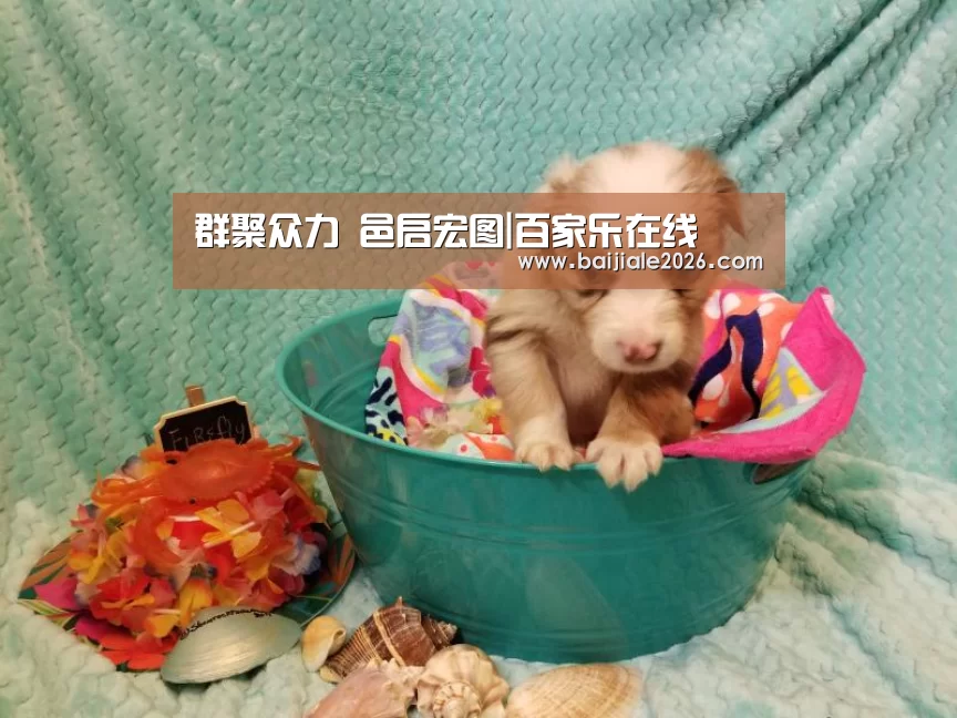 群聚众力 邑启宏图|百家乐在线(图3) 真人百家乐网站